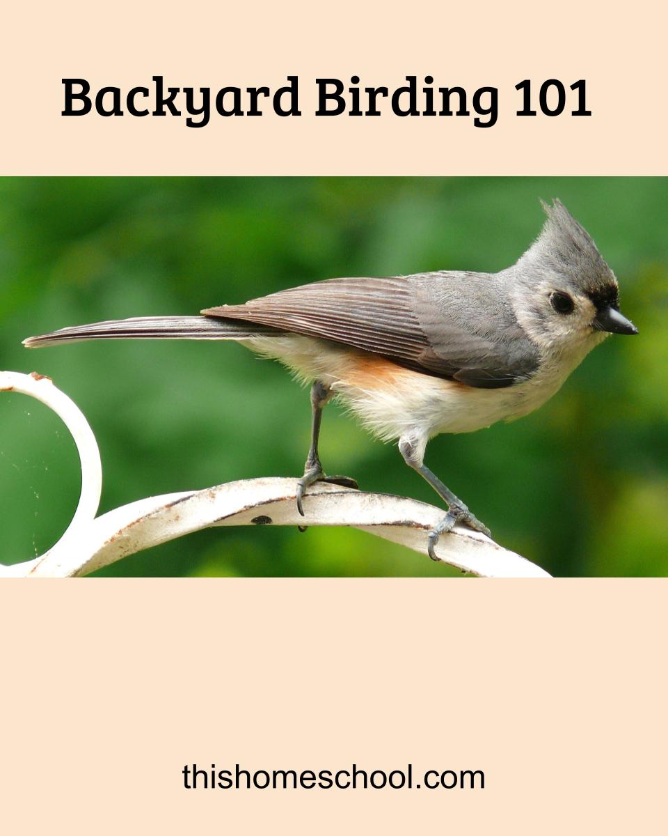 Backyard Birding 101 • This Home School